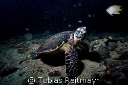 Hawksbill Turtle wondering, Bida Nok, Canon EOS 350d 10-22mm by Tobias Reitmayr 